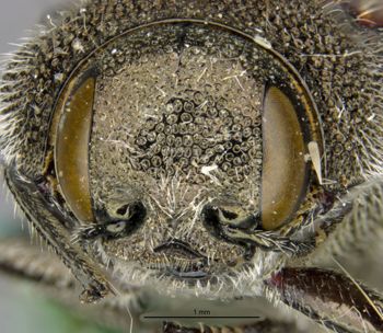 Media type: image;   Entomology 33812 Aspect: head frontal view